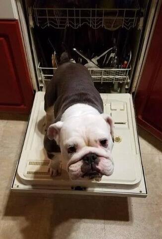 Small dog with dark brown and white fur standing on the door of a dishwasher