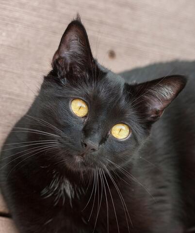 Black cat laying down and looking at the camera