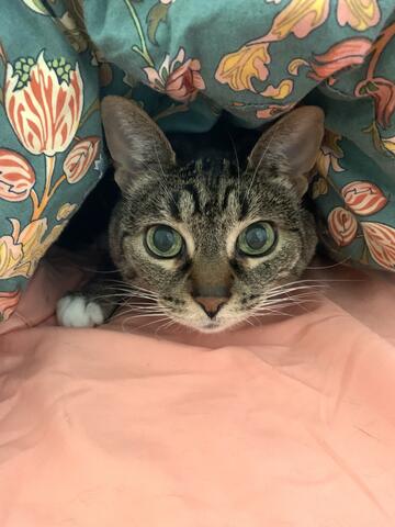Cat with brown fur and dark brown stripes looking at the camera from under a blanket