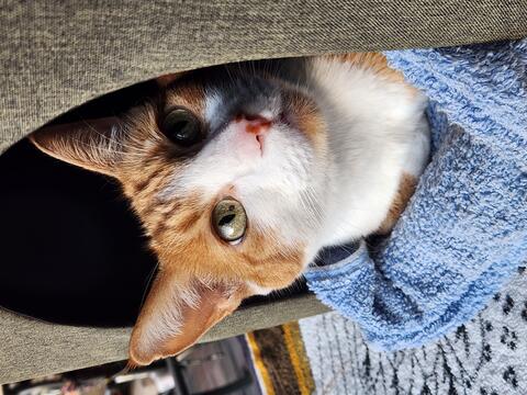Orange cat popping out from a hidey hole
