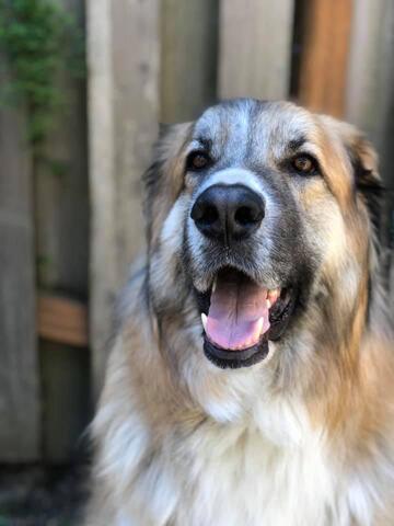 Happy big dog