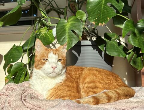 Orange cat in the sun