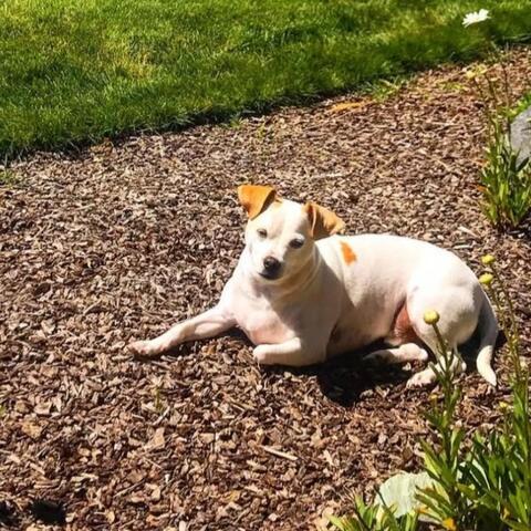 Golden dog sitting in bright light outside