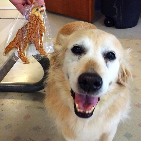 Happy golden dog with a cookie