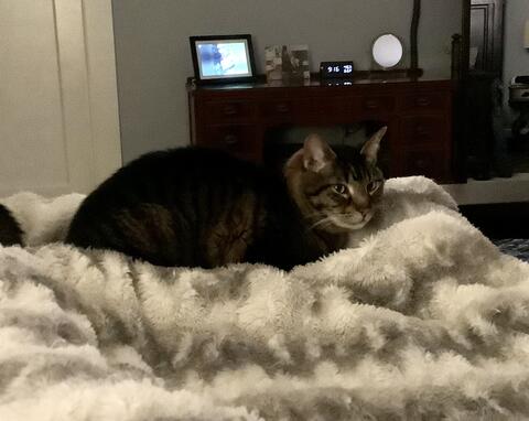 Cat on a bed