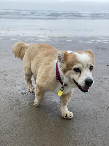 Little dog on the beach