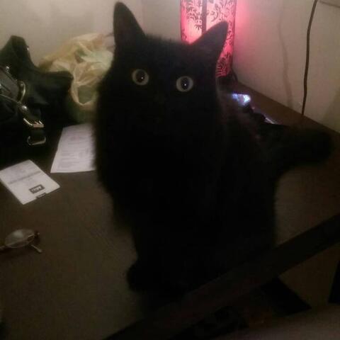 Black cat