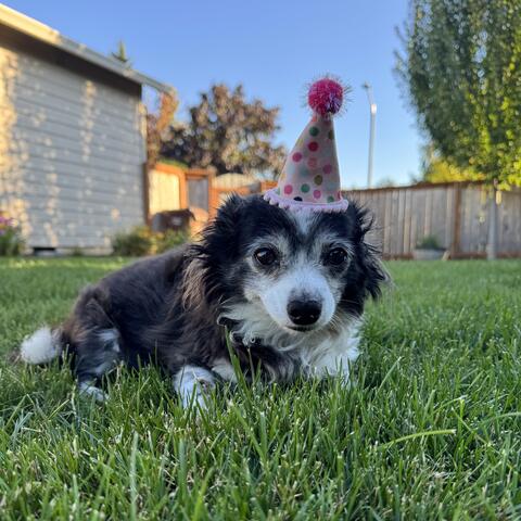 Small dog in a party hat