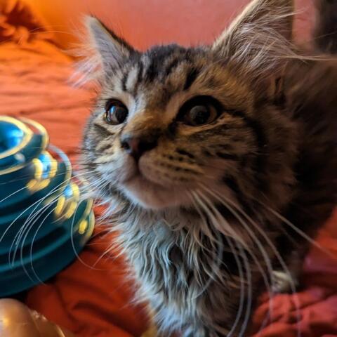 Cute cat