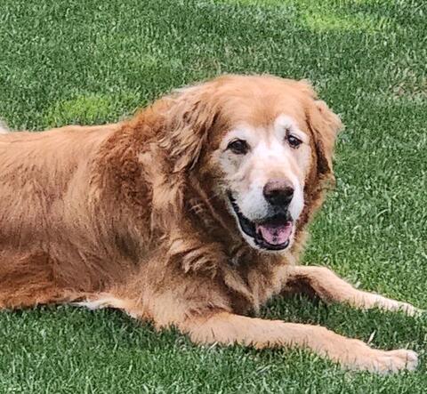 Happy golden dog