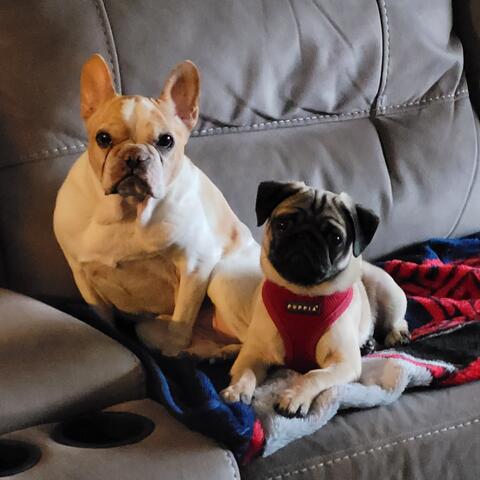 Two dogs cuddling on a couch