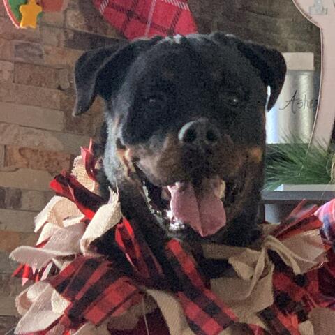 Large dog in Christmas scarf