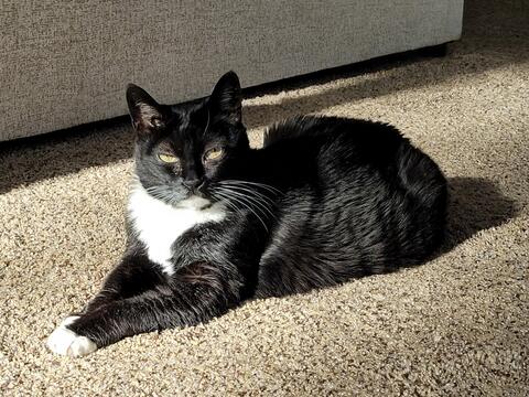 Dark cat resting on carpet