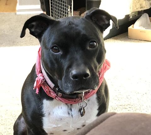 Black dog in red collar