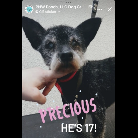 Small dog with Precious written over him