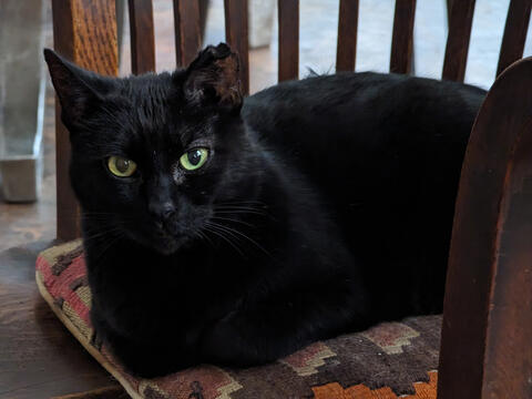 Black cat