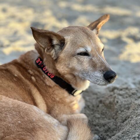 Dog sitting in sand