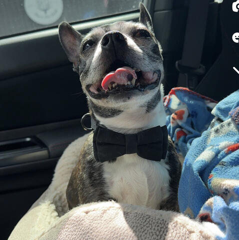 Happy dog in a car wearing a bowtie