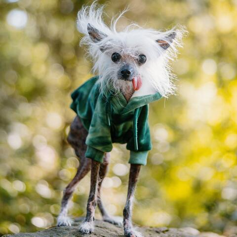 Dog in a green sweatshirt