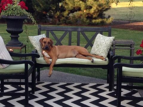 Large dog relaxing on a bench