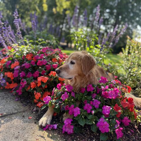 Golden dog sitting in bright flowers