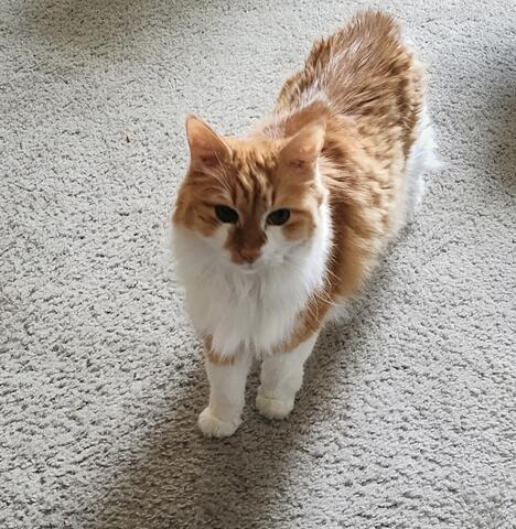 Orange and white cat