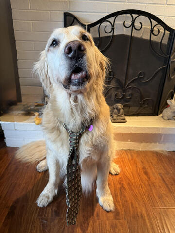 Golden dog in a tie