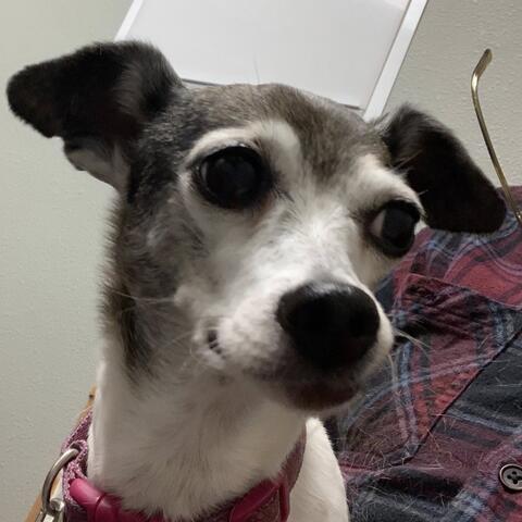 Close up of a small dog
