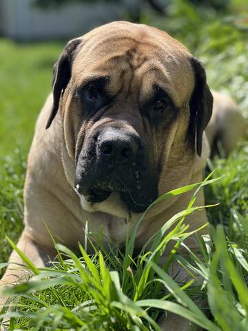 Dog laying in grass