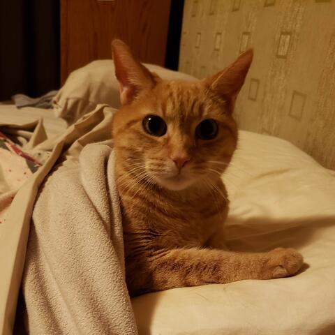 Orange tabby in bed