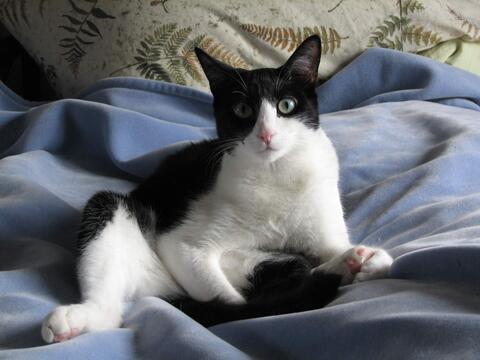 Black and white cat
