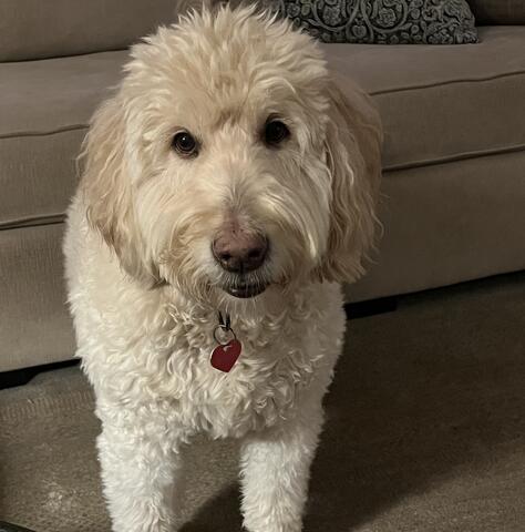 White fluffy dog