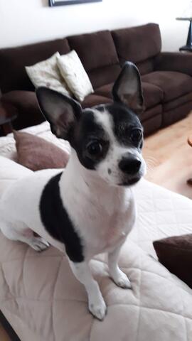 Black and white dog