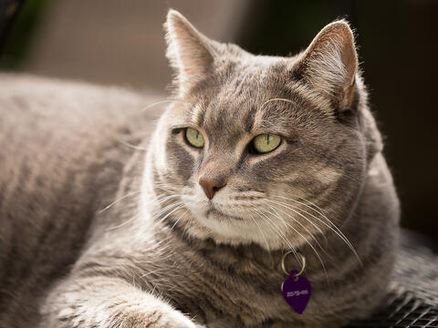 Gray cat