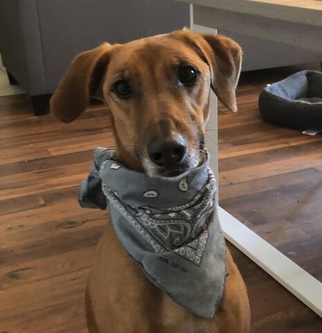 Brown dog in a scarf