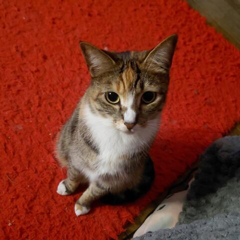 Cat on a red carpet