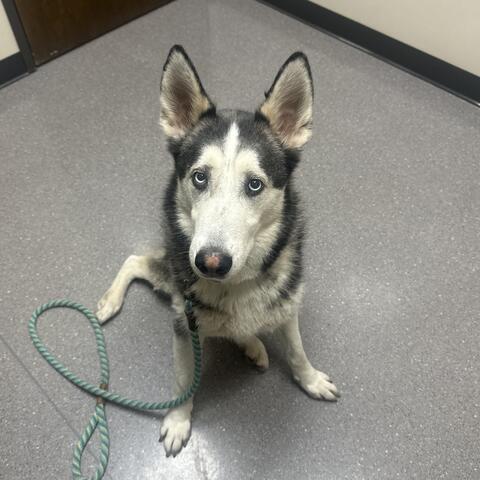 Huskey