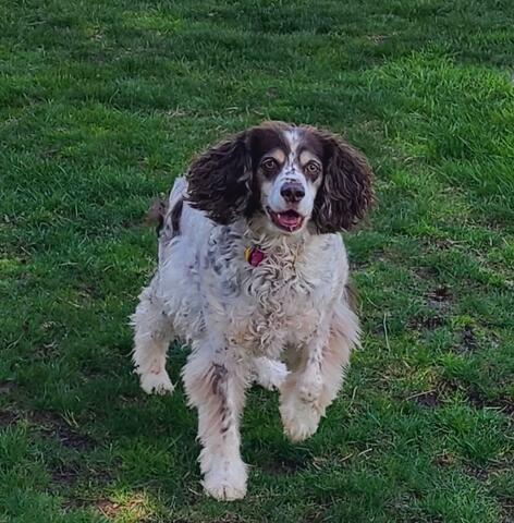 Dog running in the grass