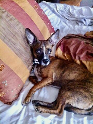 Dog laying in bed