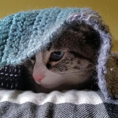 Cat under a blanket
