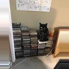 Black cat sitting on a stack of CD's