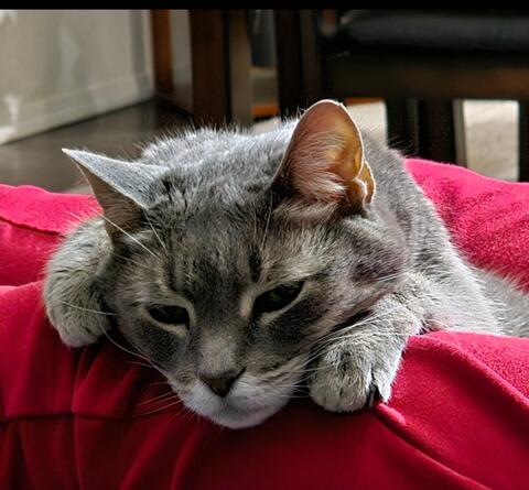 Cat lounging on a red blanket