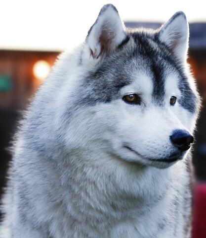 Up close photo of a Huskey