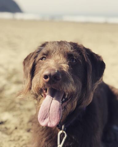 Brown dog laying on the beach