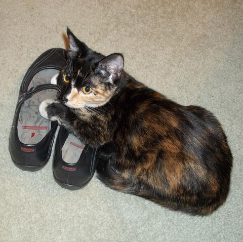 Cat hugging a pair of shoes