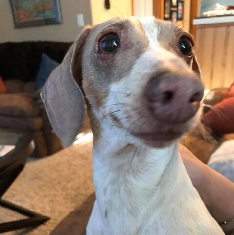 Up close photo of a dog
