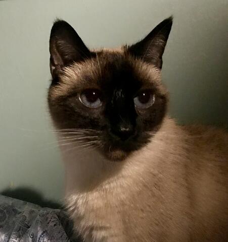 Cat looking in the distance