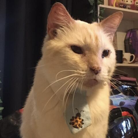 Cat with bug on it's tie