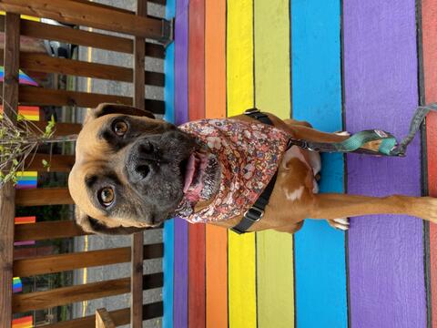Dog sitting on rainbow panels 