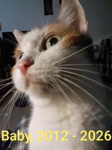 Close up of a white and orange cat